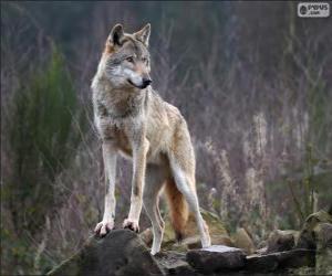 пазл Волк, хищных млекопитающих в условиях дикой природы